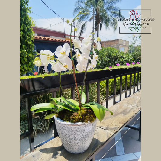 Arreglo de Orquídeas Blancas en Maceta